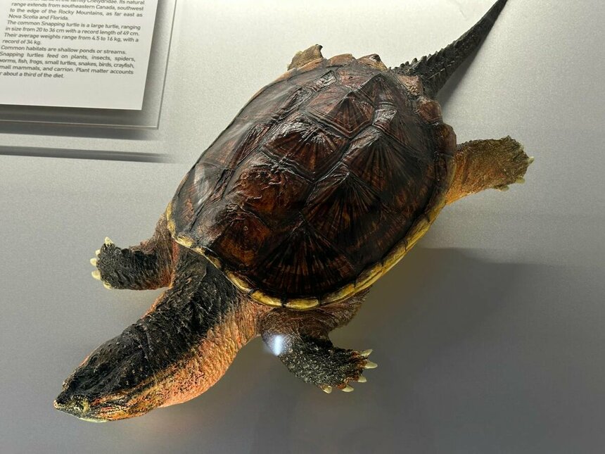 Музей черепах Иния-Лара в округе Пафос: фото 10