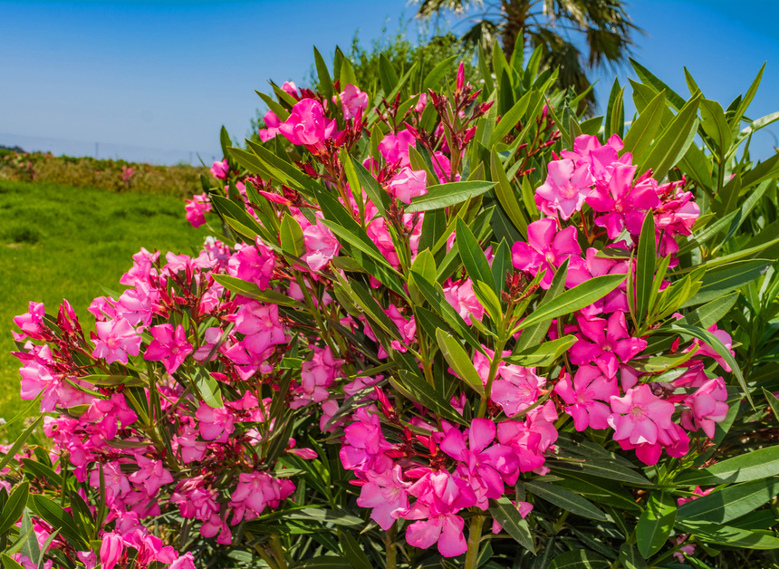 Олеандр — кипрский цветок-загадка: фото 19