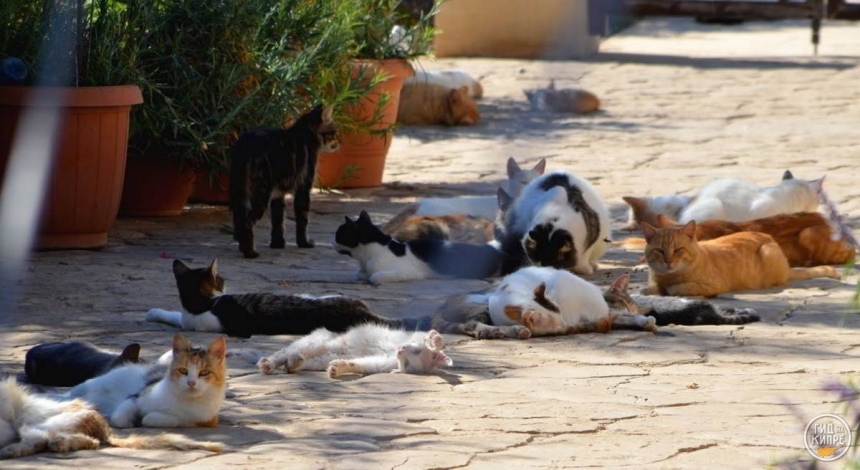 Кошки Кипра - убийцы змей и хранители великих святынь: фото 6
