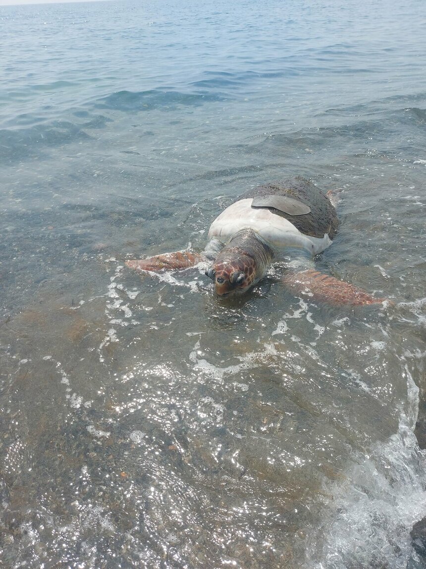 В Лимассоле к берегу прибило труп гигантской морской черепахи: фото 3