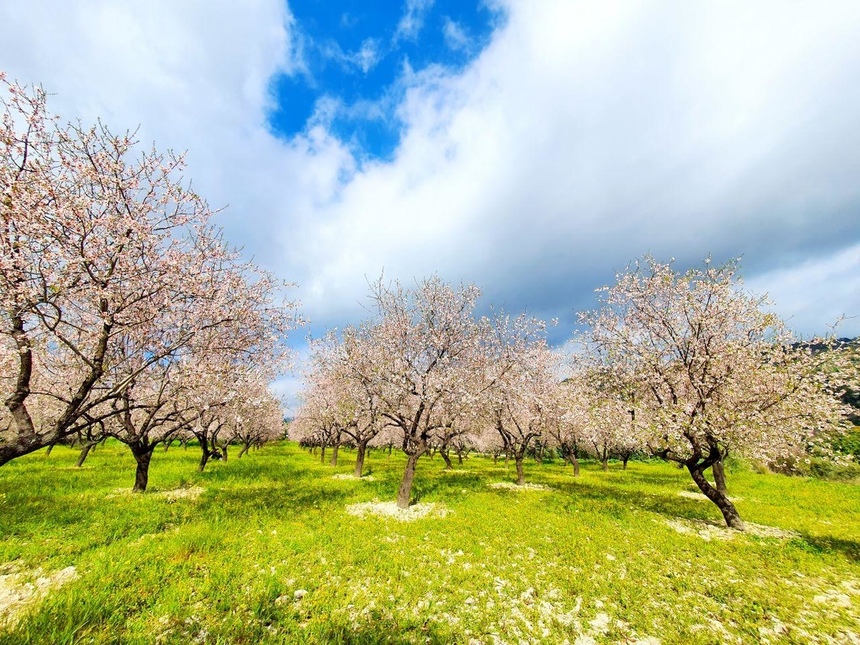 На Кипре в разгаре волшебное и фантастически красивое время цветения миндаля: фото 12