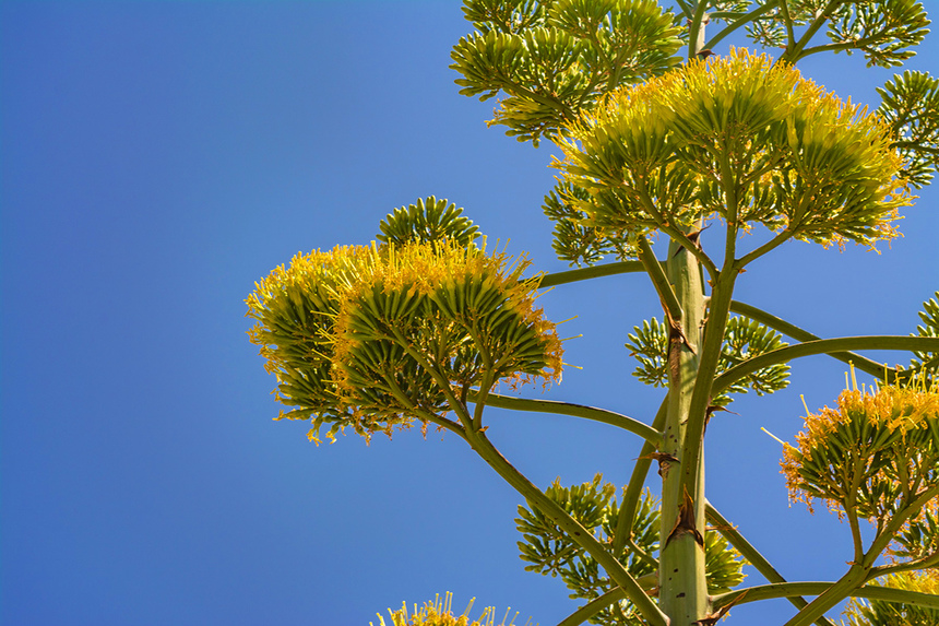 Агава — чрезвычайно полезное и уникальное кипрское растение: фото 17