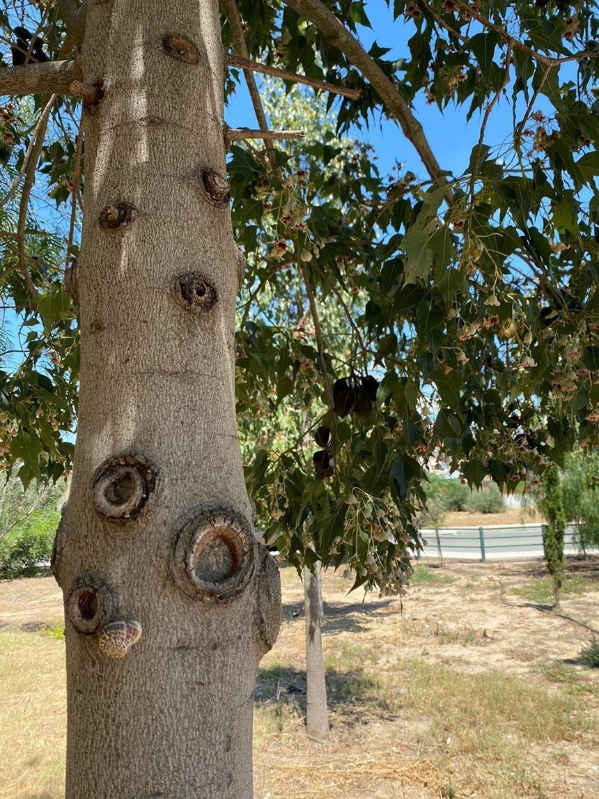 Брахихитон — знаменитое бутылочное дерево на Кипре: фото 4