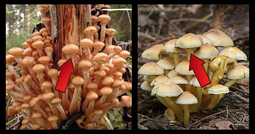 Ядовитые грибы на Кипре: как уберечься от ошибки | Грибник России