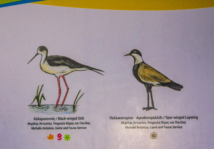 Озеро Ороклини - фантастическая охраняемая природная зона на Кипре и место для наблюдения за птицами : фото 11