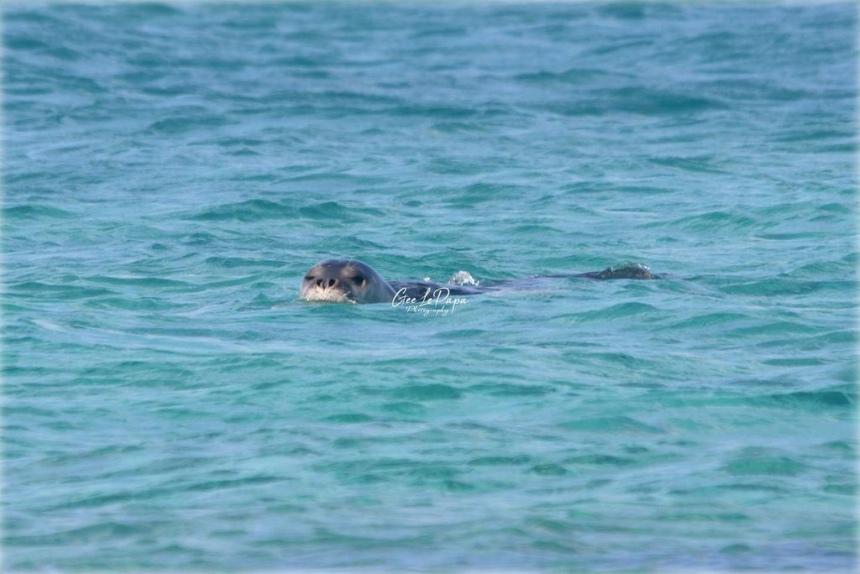 Тюлень-монах в Протарасе! (Фото): фото 6