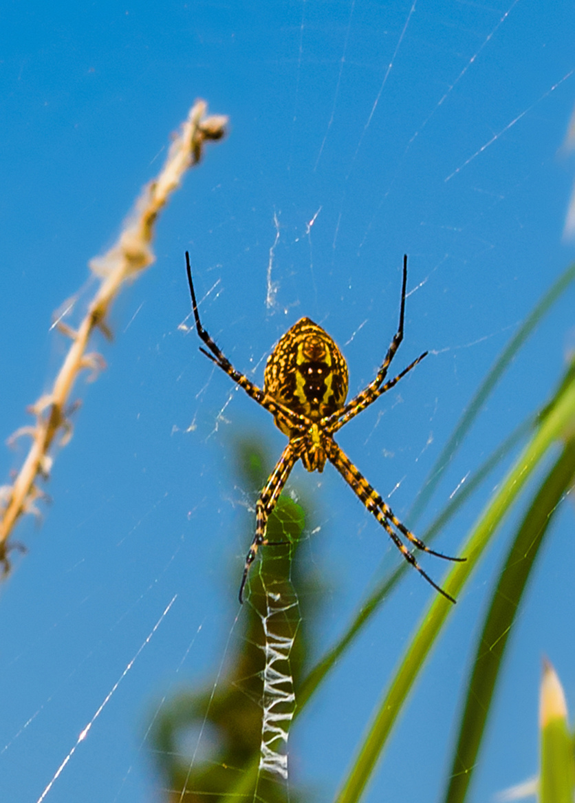 Аргиопа — кипрский ядовитый паук-оса: фото 7