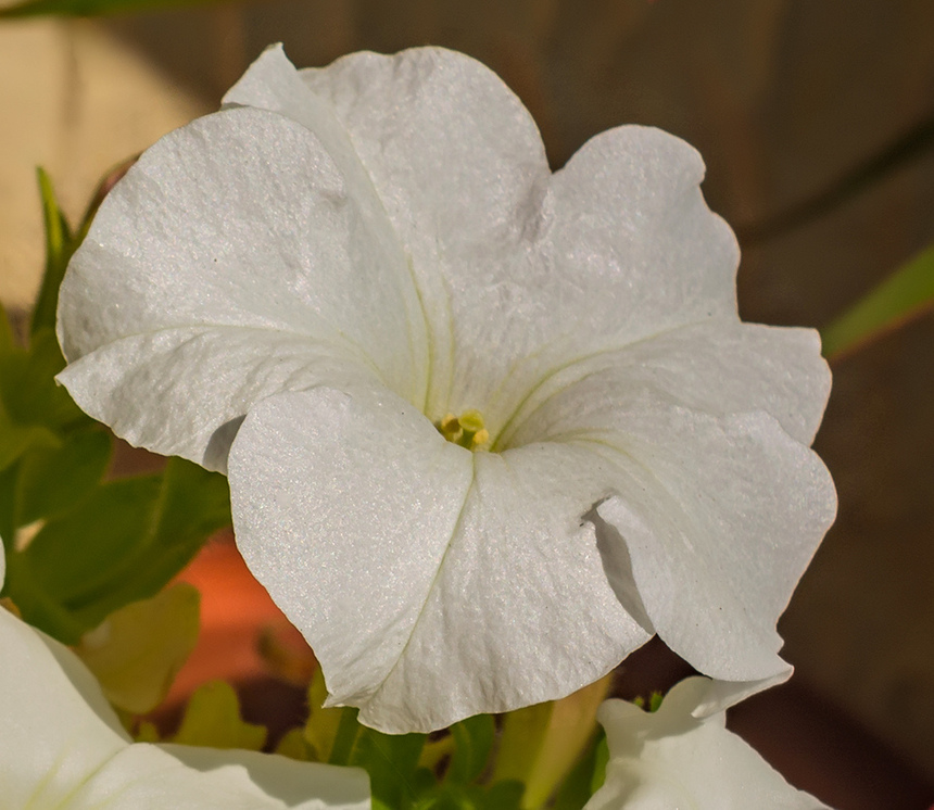 Петуния на Кипре: цветок, который может обидеть: фото 14