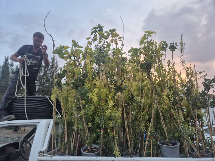 В горах Ларнаки высадили более тысячи медоносных деревьев: фото 2 В горах Ларнаки высадили более тысячи медоносных деревьев: фото 2