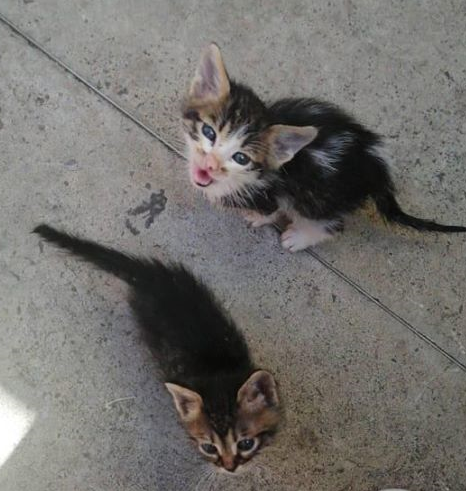 Милые котята ищут дом - пожалуйста, поделитесь информацией!: фото 8