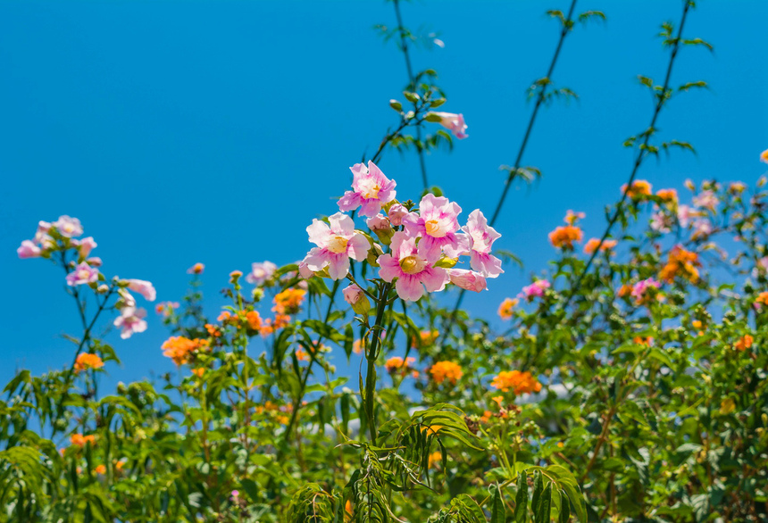 Подранея Рикасоля - кипрская лиана с розовыми колокольчиками: фото 3