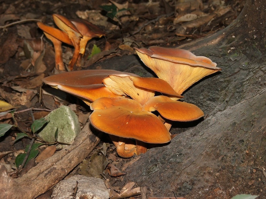 Ядовитые и галлюциногенные грибы Кипра: фото 4