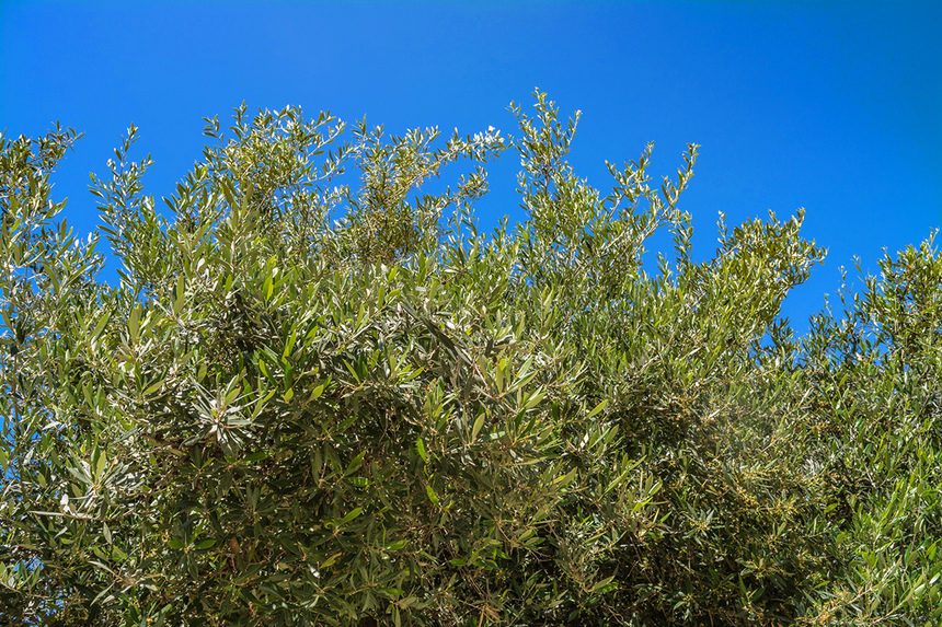 В мае на Кипре в цвету оливковые деревья! : фото 3