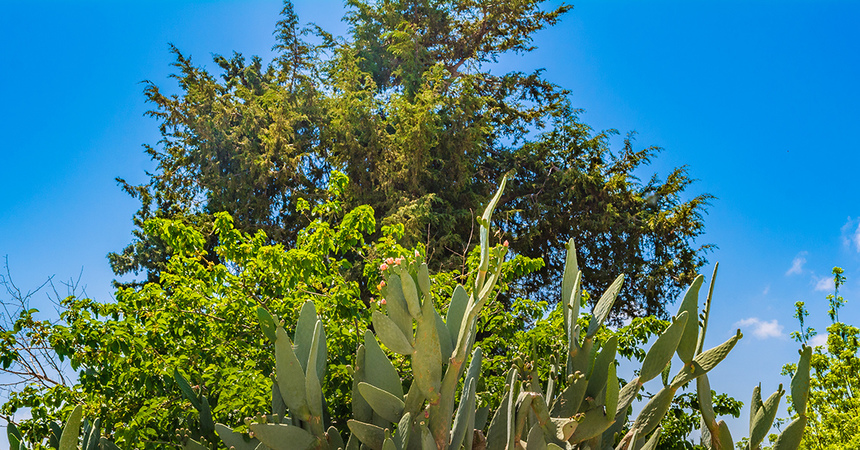 На Кипре цветет вкусный кактус опунция! : фото 22