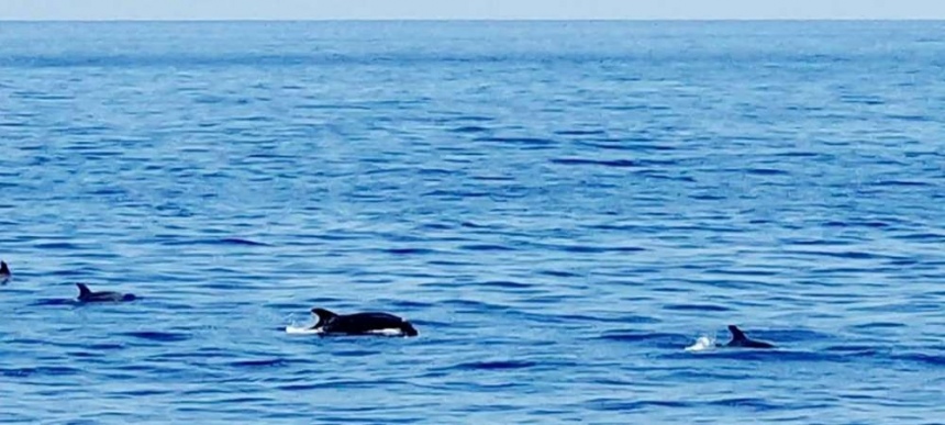 К берегам Кипра приплыла стая дельфинов!: фото 5