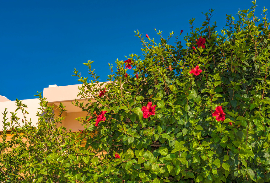 Красочные цветущие кипрские гибискусы : фото 6