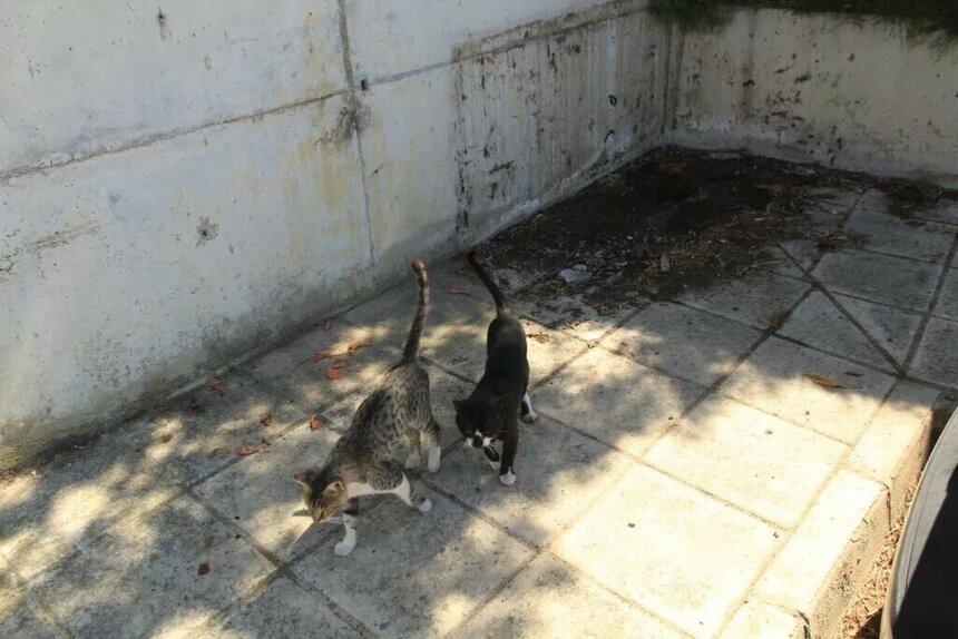 В Никосии вандалы уничтожили кормушки и домики для бездомных кошек: фото 2