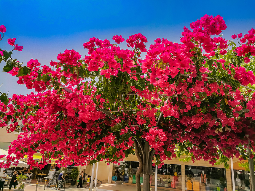 Потрясающее зрелище - цветущая бугенвиллия на Кипре: фото 4