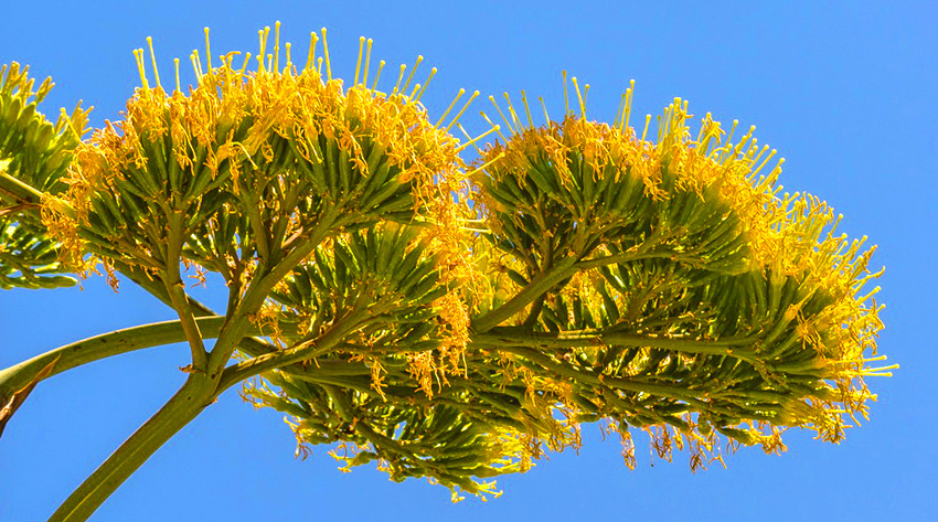 Агава — чрезвычайно полезное и уникальное кипрское растение: фото 48