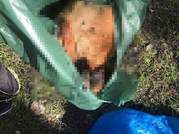 На Кипре обнаружены десятки мертвых собак: фото 2