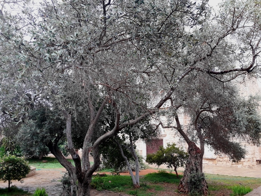 Монастырь апостола Варнавы на северном Кипре: фото 5