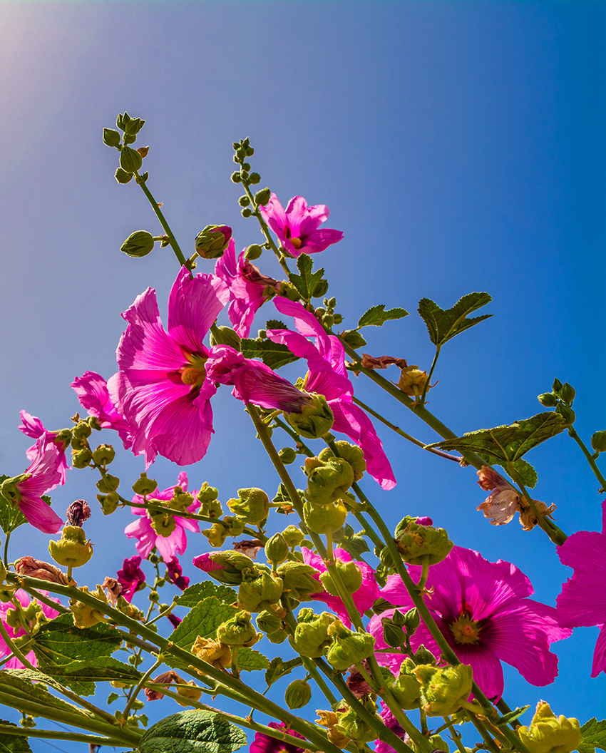 Штокроза — королева кипрских цветников!: фото 24