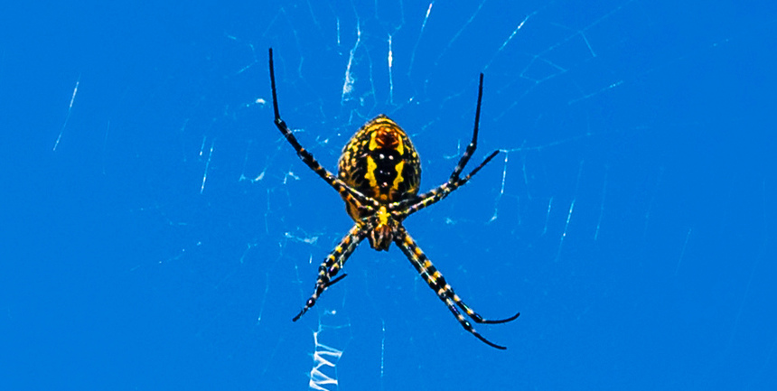 Аргиопа — кипрский ядовитый паук-оса: фото 18