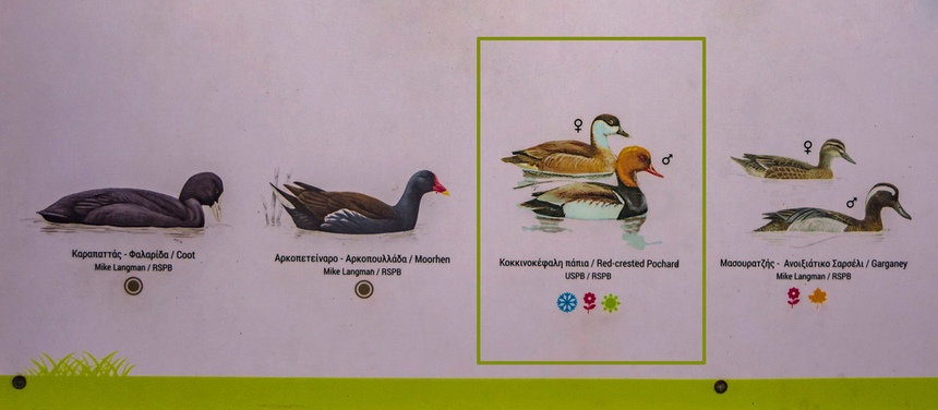 Озеро Ороклини - фантастическая охраняемая природная зона на Кипре и место для наблюдения за птицами : фото 12
