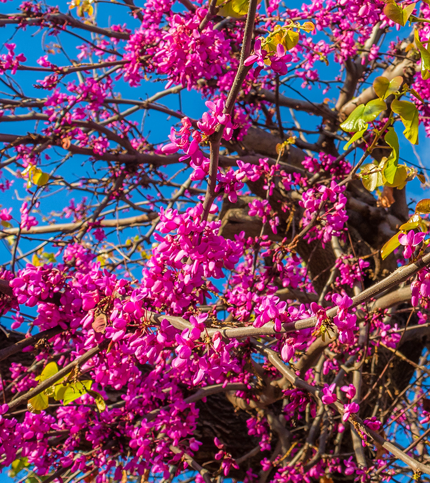 На Кипре покрылось цветами волшебное Иудино дерево!: фото 20
