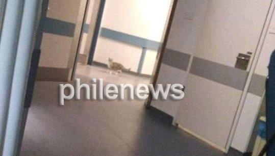 Кошки, старые матрасы и хлам в коридорах: что происходит в Никосийской больнице : фото 3