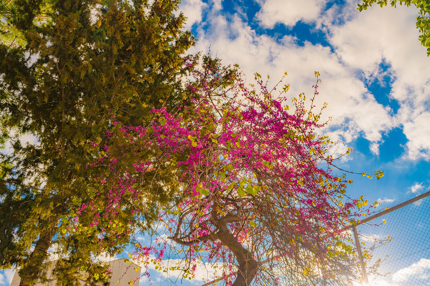 На Кипре покрылось цветами волшебное Иудино дерево!: фото 3