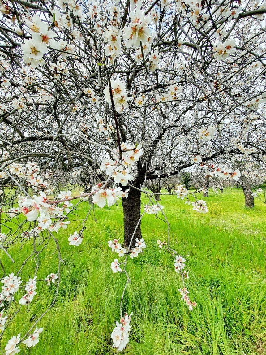 На Кипре в разгаре волшебное и фантастически красивое время цветения миндаля: фото 20