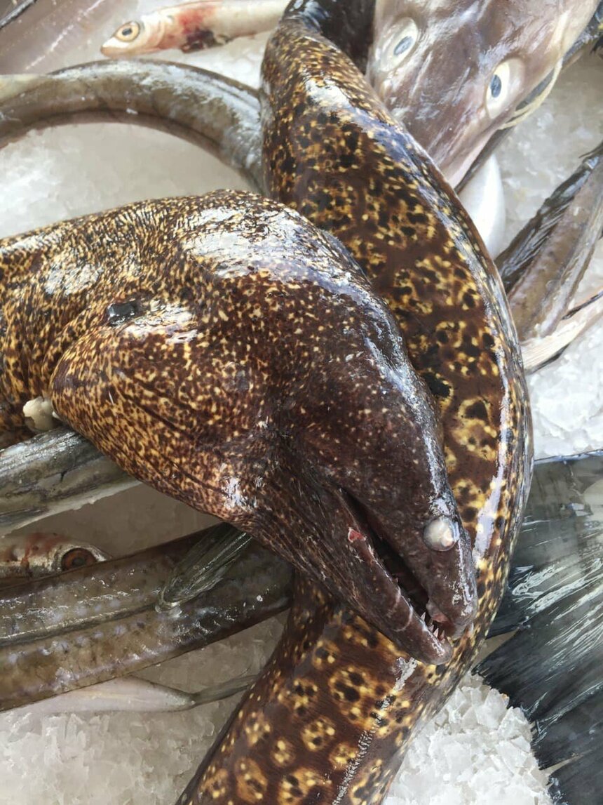 Мурены и конгеры. Опасные, ядовитые, но очень вкусные рыбы Кипра: фото 2
