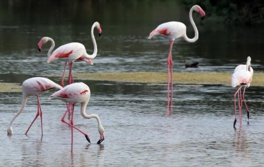 На Кипр прилетели фламинго: фото 3