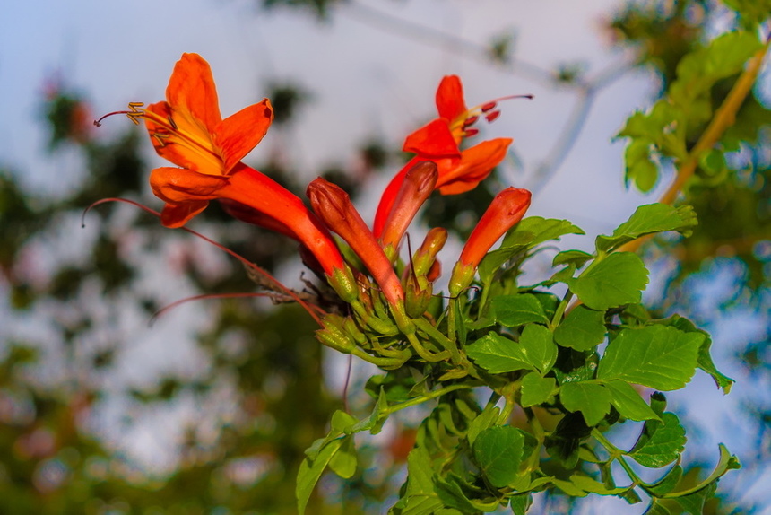 Цветущий Кипр весной: Текомария капская: фото 22