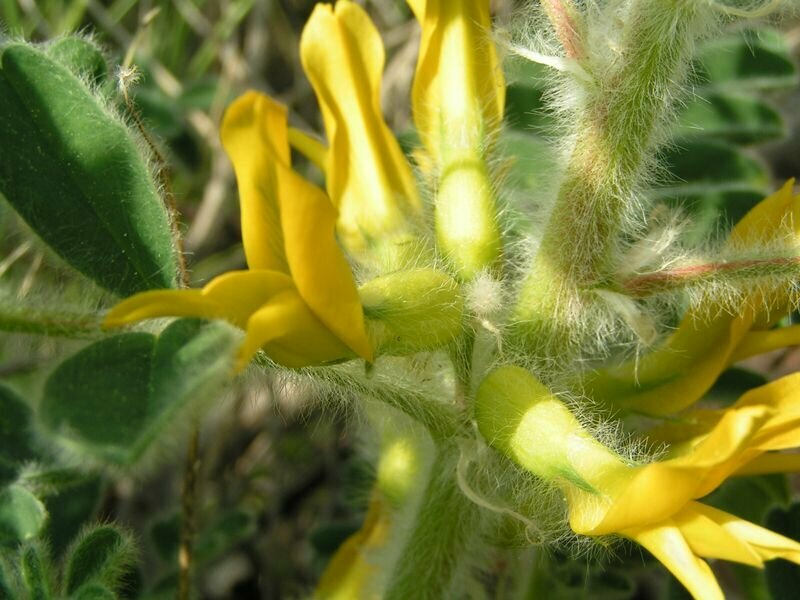 Лефкаренсис — краснокнижное растение на Кипре: фото 3