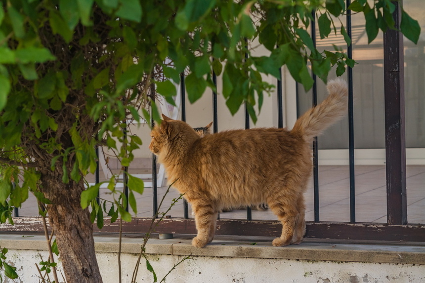 Пушистое чудо: кипрские кошки, которые не оставят равнодушным абсолютно никого!: фото 20