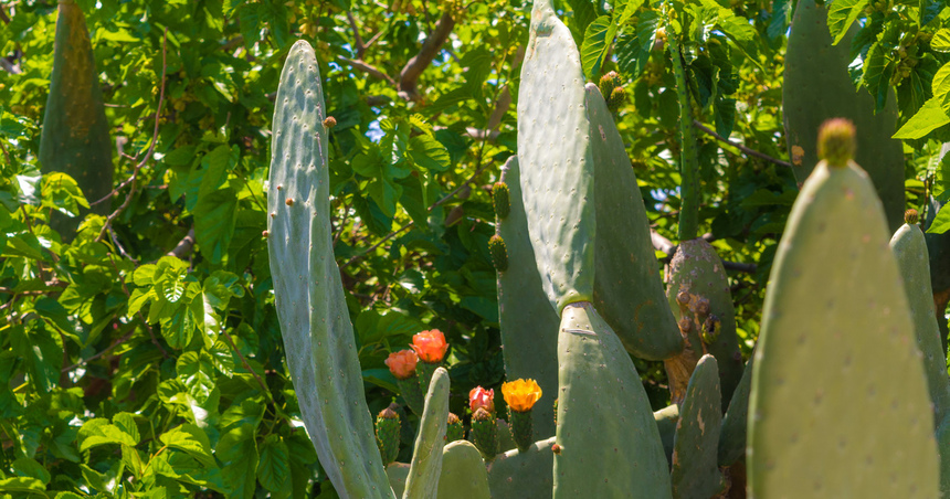 На Кипре цветет вкусный кактус опунция! Пробовали?: фото 10