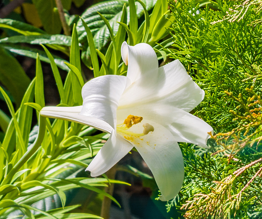 Божественная нежность: на Кипре зацвели прекрасные лилии: фото 12