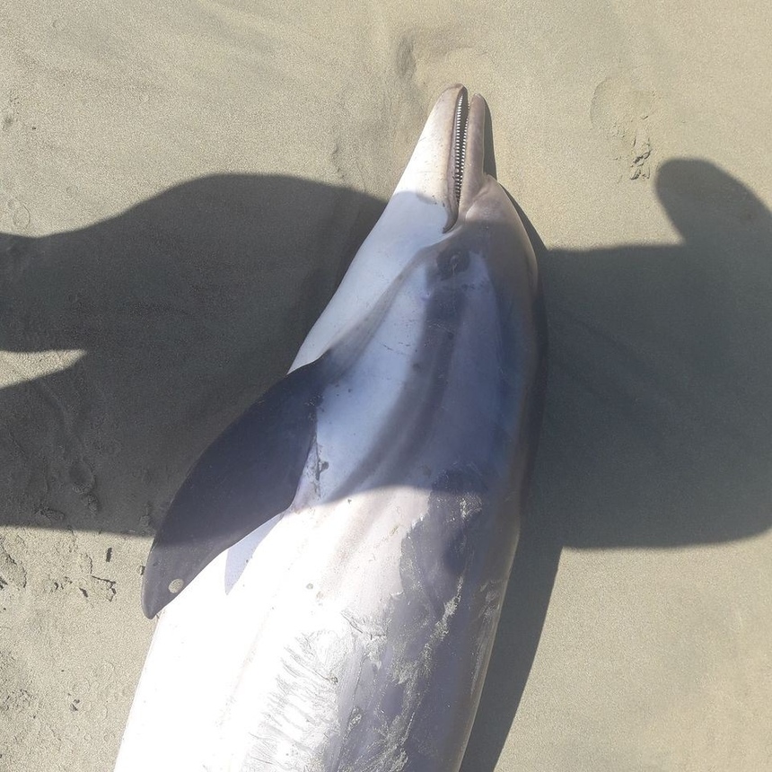 ​Море выбросило на берег в Лимассоле мертвого дельфиненка: фото 3