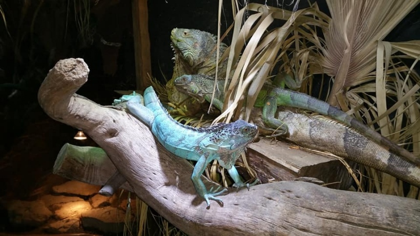 Джунгли Рептилий в Лимассоле: фото 11