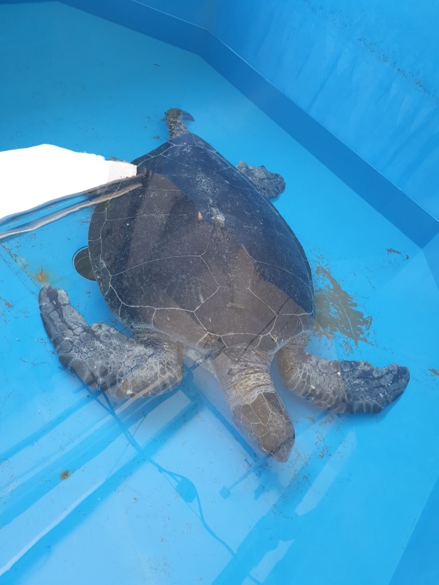 На побережье Ларнаки нашли огромную черепаху: фото 3