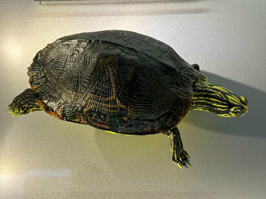 Музей черепах Иния-Лара в округе Пафос: фото 14