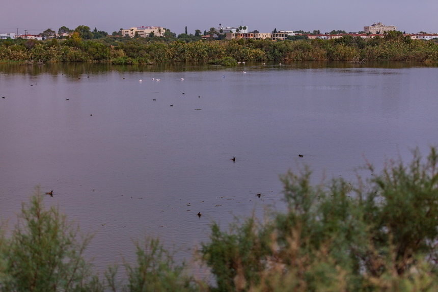 Озеро Ороклини - фантастическая охраняемая природная зона на Кипре и место для наблюдения за птицами : фото 14