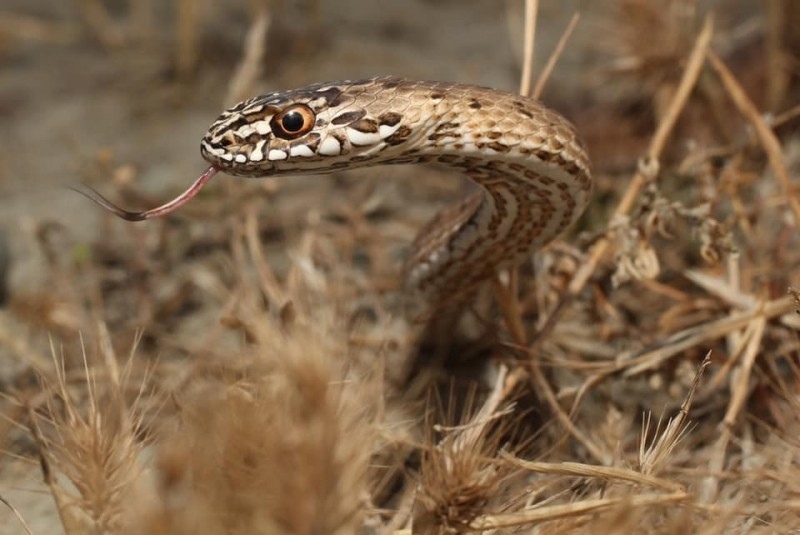 Внимание! На Кипре наступил самый опасный период активности змей: фото 3