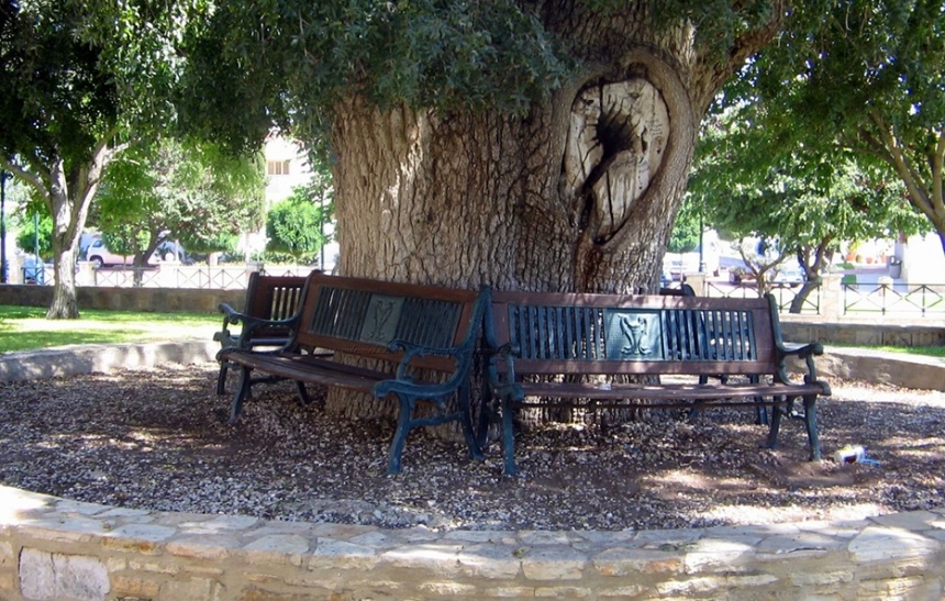 Терпентинное дерево в Кити