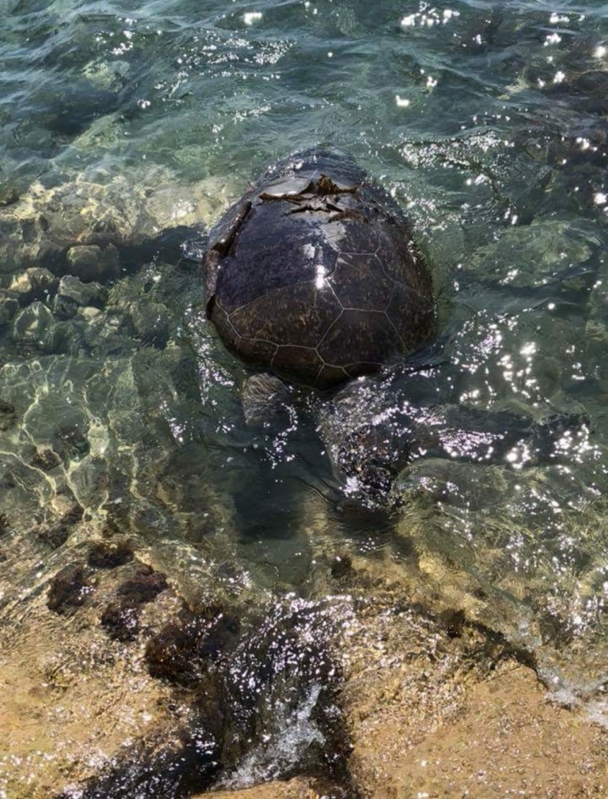 В Лимассоле найдена мертвая черепаха с проломленным панцирем: фото 2