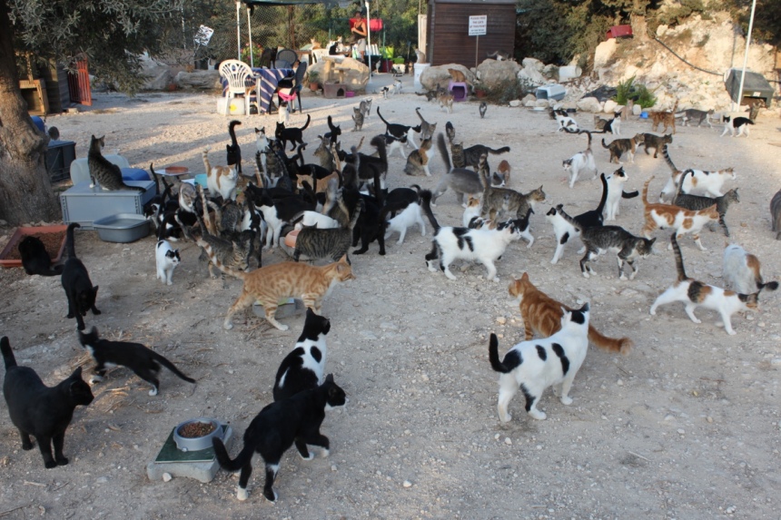 На Кипре начнется очередная стерилизация бездомных кошек : фото 2