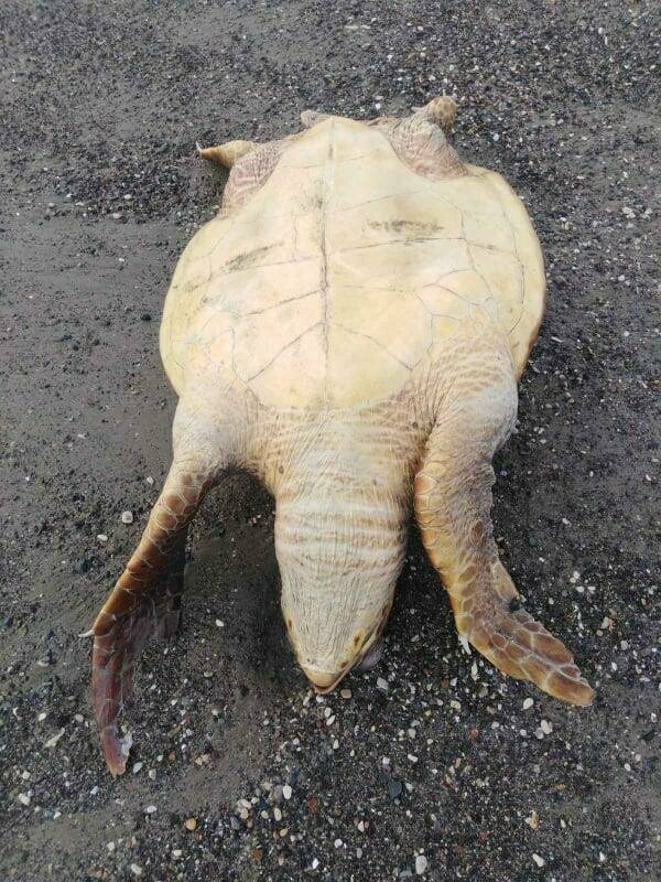 На трех пляжах Ларнаки найдены мертвые черепахи: фото 3