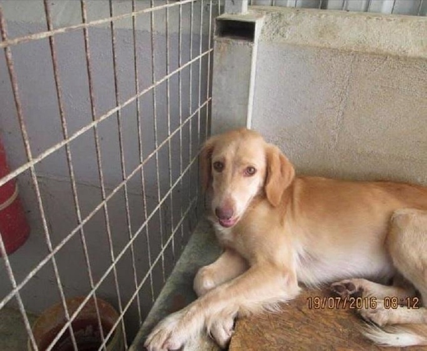 Собачья жизнь: четвероногая эмигрантка с Кипра помогает своим сородичам: фото 2